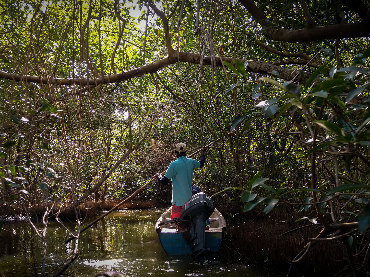 Un hombre del consejo comunitario de Villa Gloria rema entre los canales del manglar en La Boquilla, Cartagena. 