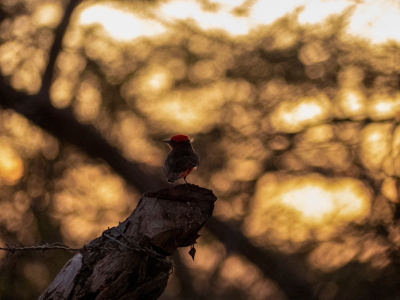 Un pájaro atrapamoscas pechirrojo, sobre el tronco de una cerca espera los destellos del sol mientras amanece en el desierto.