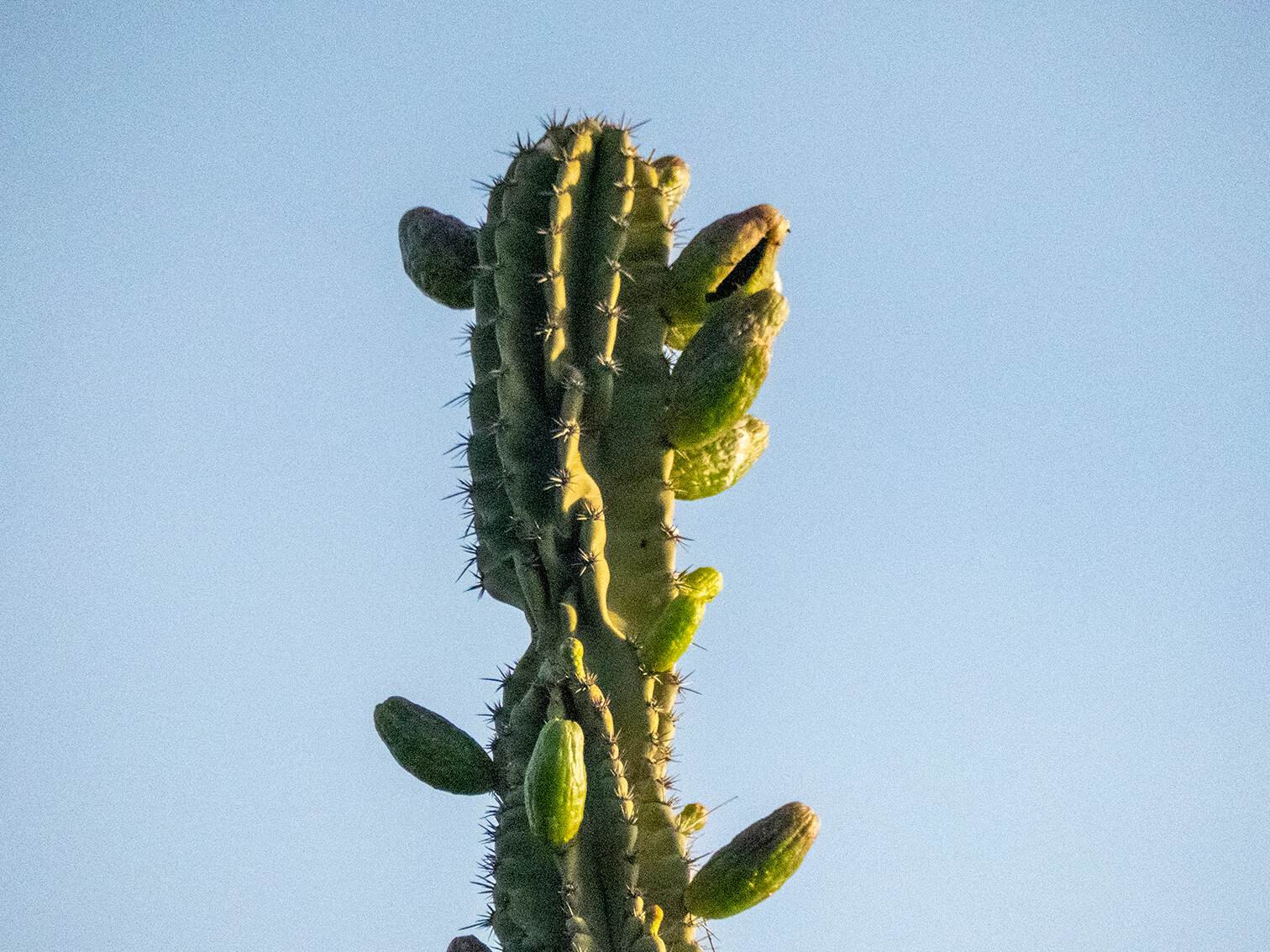 A un cactus le nacen frutos en medio del desierto. El sol lo calienta por el costado derecho. Nace la vida en el desierto.