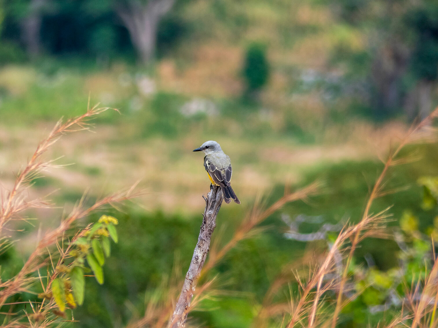 En la Serranía del Perijá, un pájaro sirirí común se posa sobre una rama seca. El viento mueve el pasto a su alrededor.