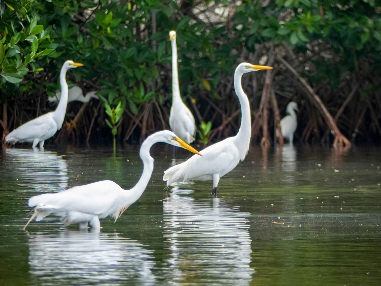 En medio de un manglar, siete garzas reales están en el agua. Esperan peces para sacarlos con sus picos.