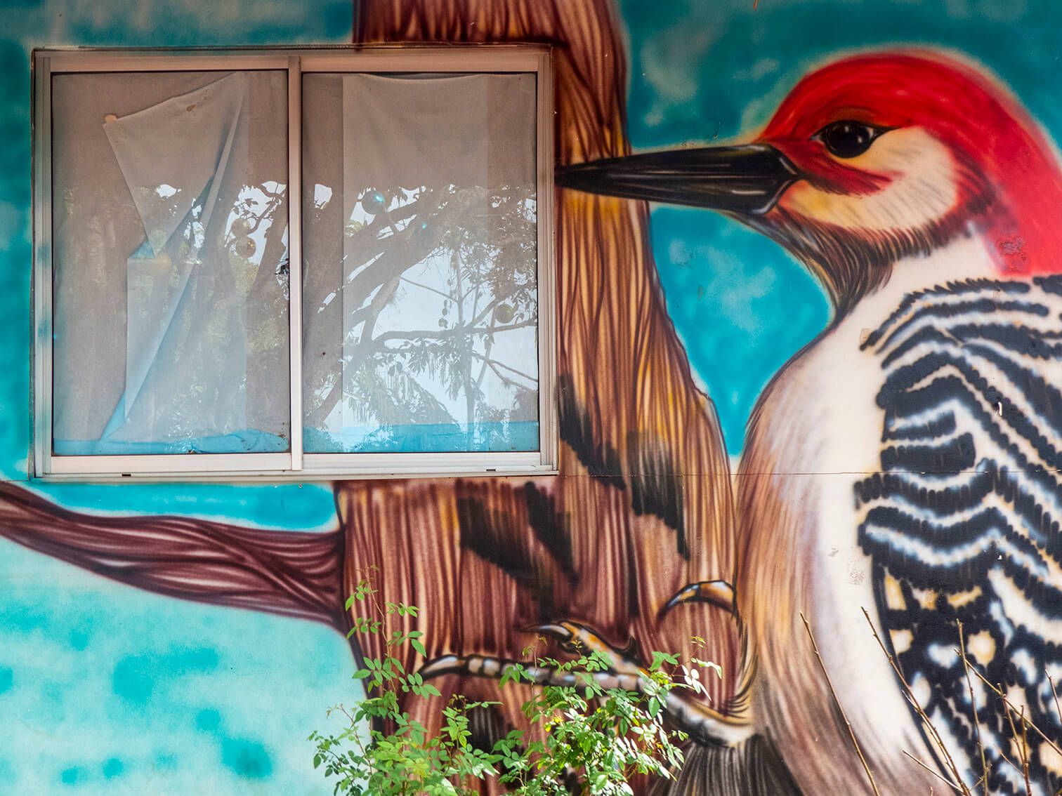 Mural de un pájaro que enmarca una ventana
