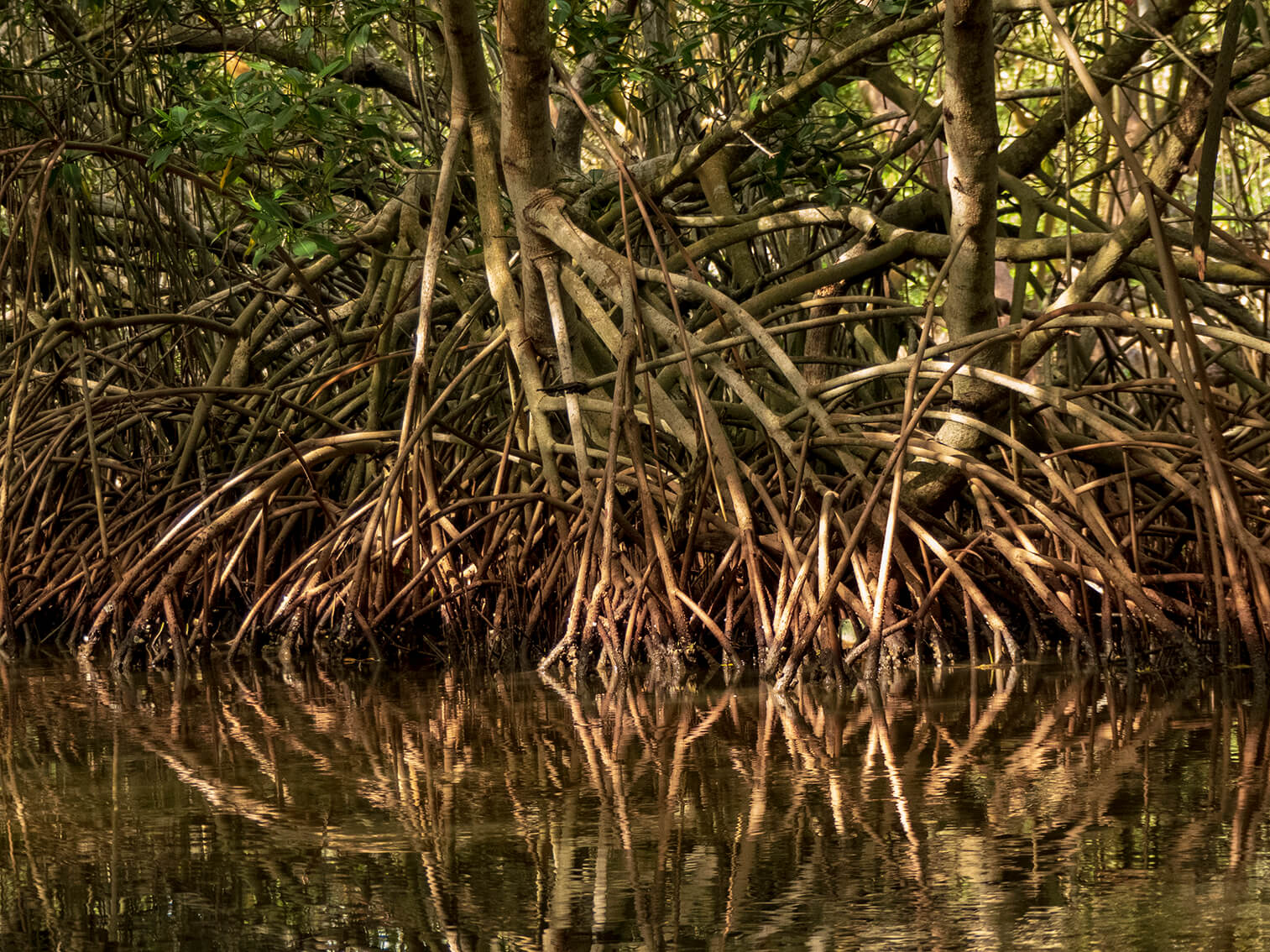 En un manglar una comunidad recupera el ecosistema. Los árboles de mangle sacan sus raíces y parecen caminar en el agua.