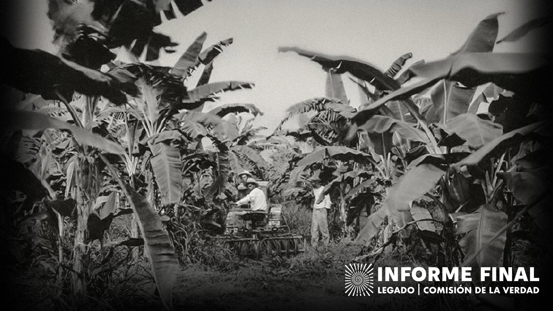 campesinos en cultivos de banano en Colombia