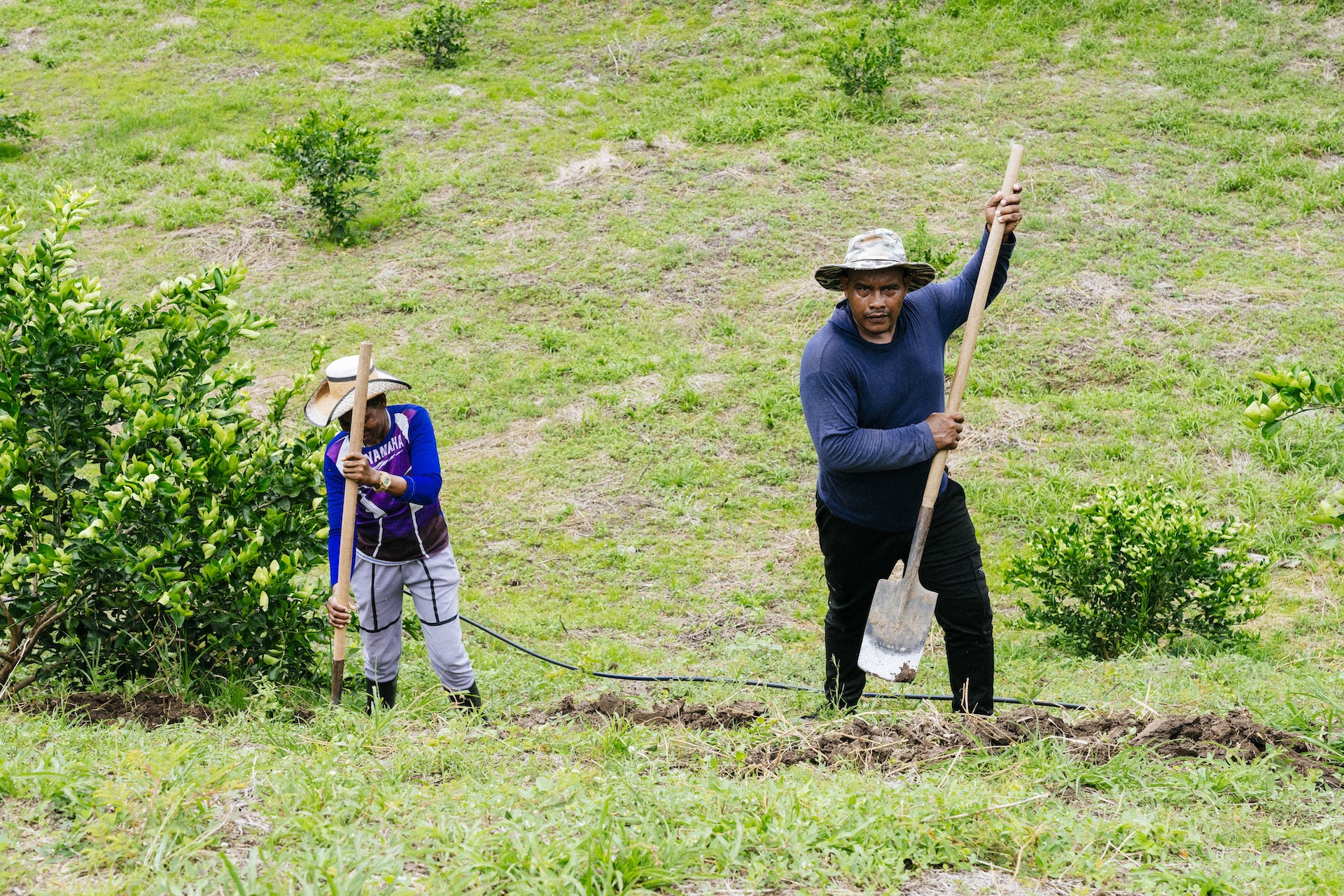Dos hombres con sombrero y pala cavan hoyos en una pradera con arbustos