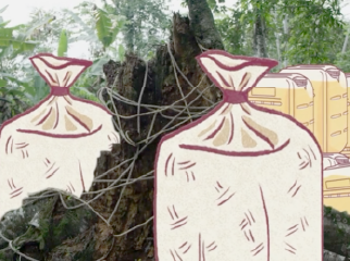 Un tronco ennegrecido cortado y alrededor bolsas blancas y pimpinas amarillas en medio de una selva